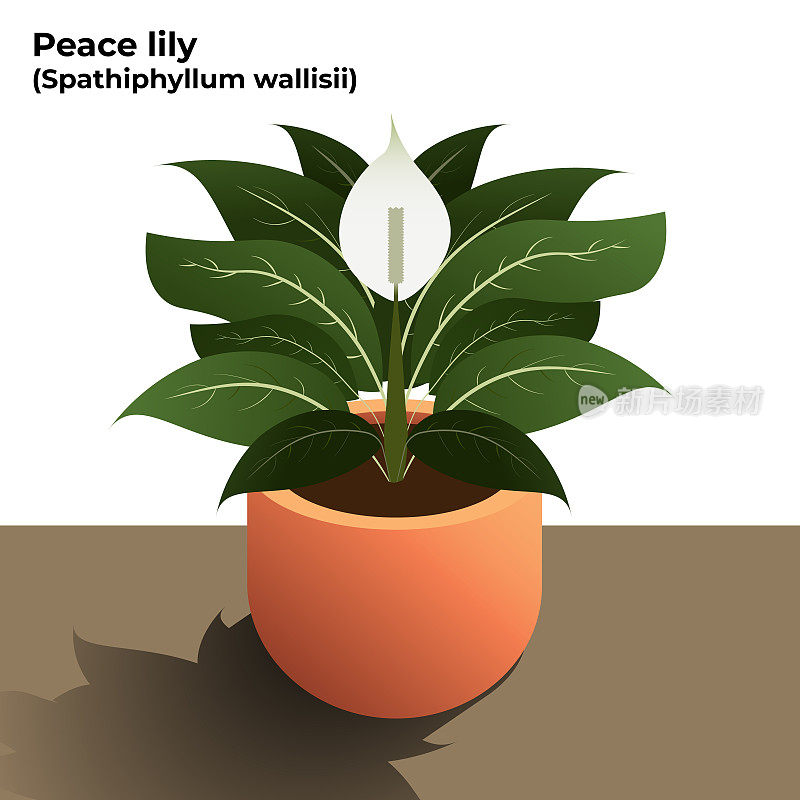 和平莲插图。Spathiphyllum wallisii。空气净化工厂插图在白色的背景。向量股票插图